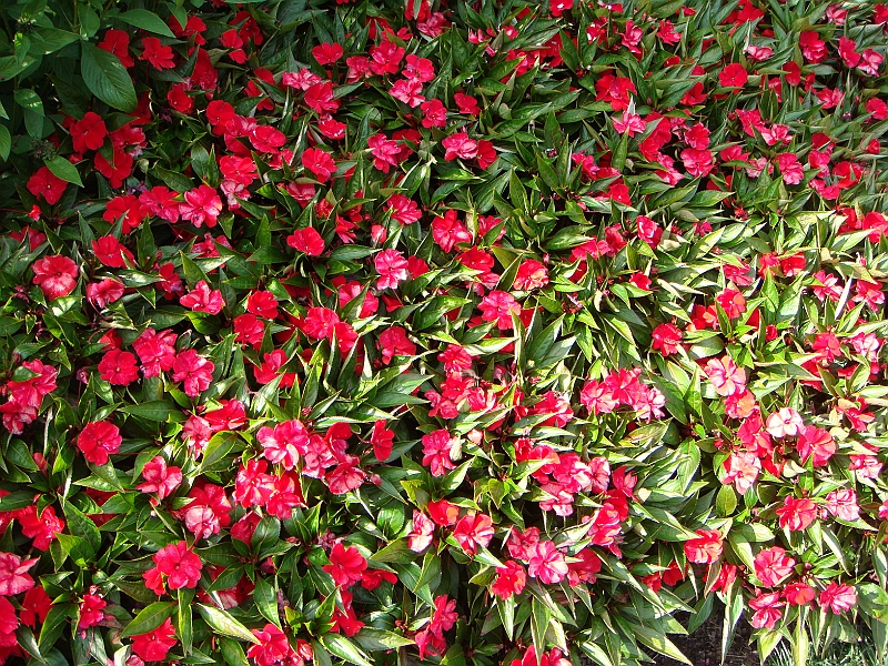 193 Longwood Gardens [2008 August 23].JPG - Longwood Gardens in Pennsylvania